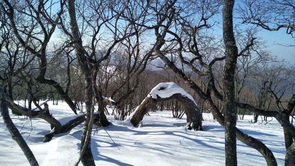 雪域什么成语_雪域高原图片(3)