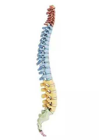 认识脊柱的生理曲度