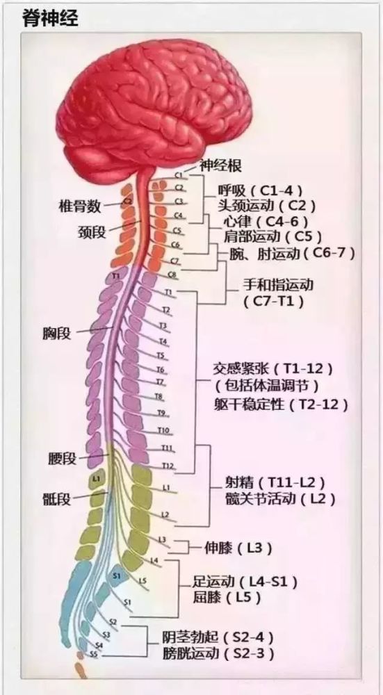 我们可以看到脊柱由四个部分组成:颈椎段7节,胸椎段12节,腰椎段5节,骶