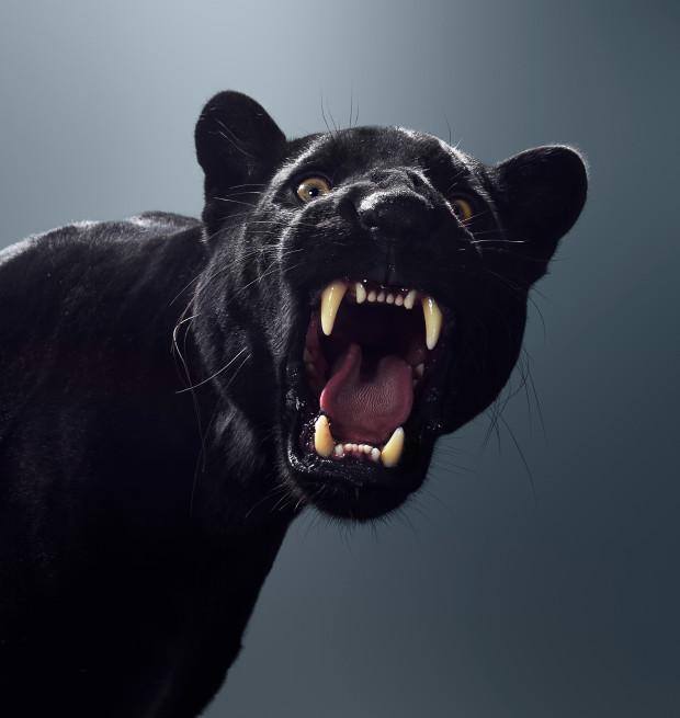 猛兽零距离:像拍摄摇滚明星一样拍摄狮子老虎,第八张萌萌哒
