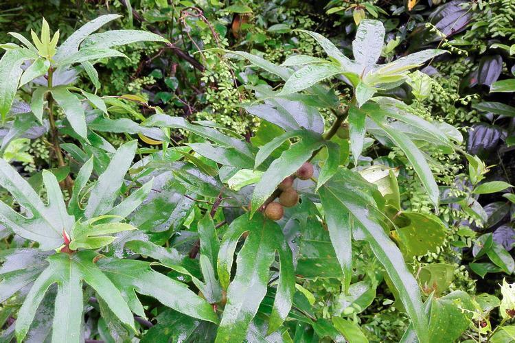 农村这植物俗称"九龙根",炖鸡有牛奶香味,你家山上有吗?