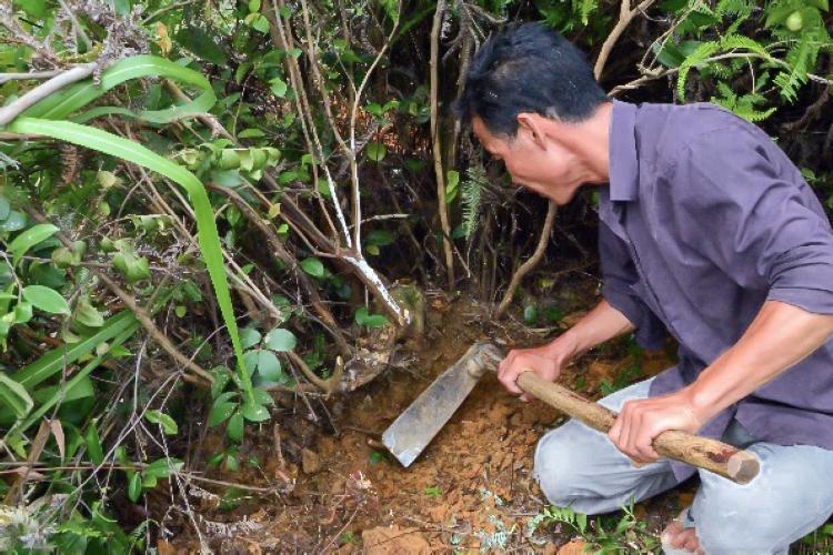 农村这植物俗称"九龙根",炖鸡有牛奶香味,你家山上有吗?
