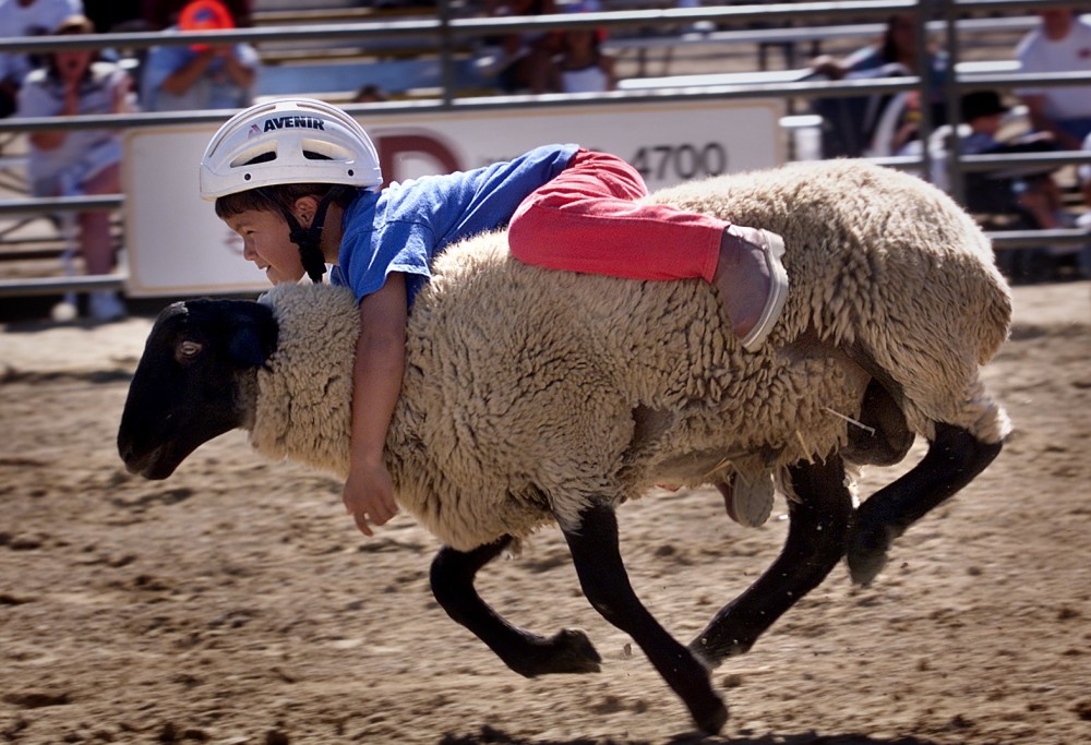 西班牙传统的"骑羊比赛",参赛者全是儿童,网友:摔得真