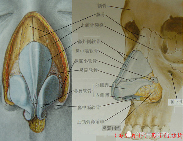 鼻部结构解剖图