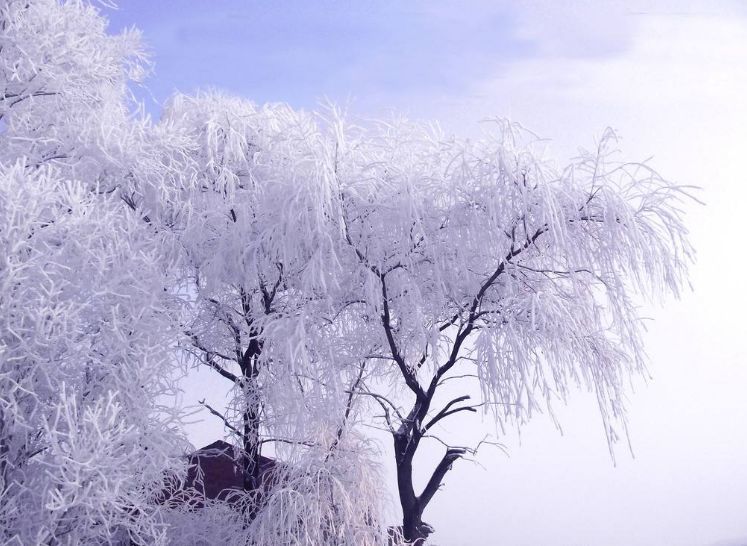 冬天的柳树,冬天的诗!