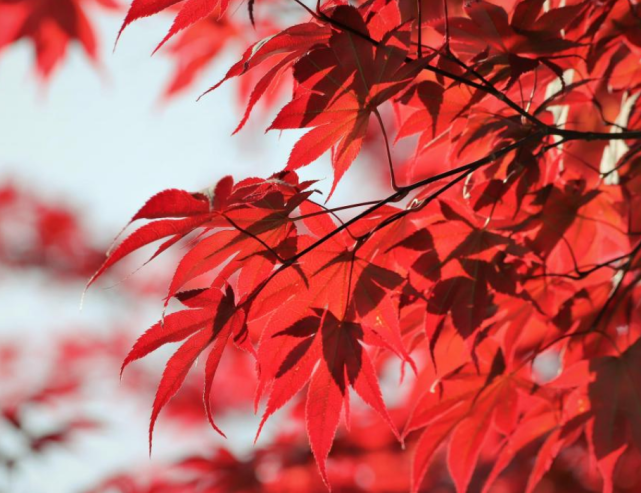 枫叶高清精美壁纸,最美的秋天红叶