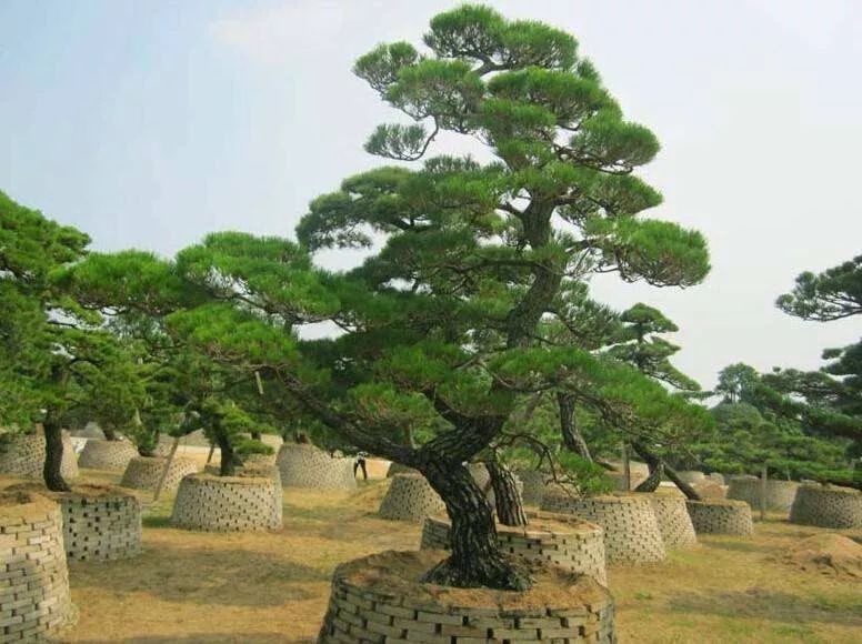 黑松盆景的鉴赏以及制作造型的7点注意事项
