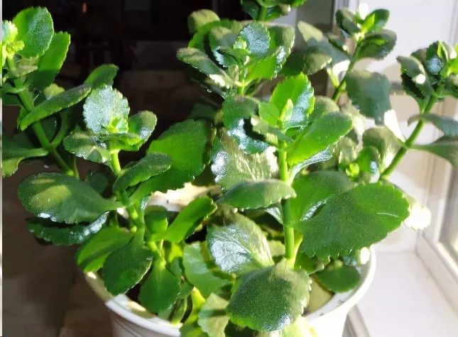 长寿花花怎么越开越小?这样做开花大复花快!