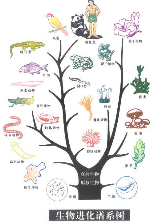 生物进化谱系树 (图片来源:必应)