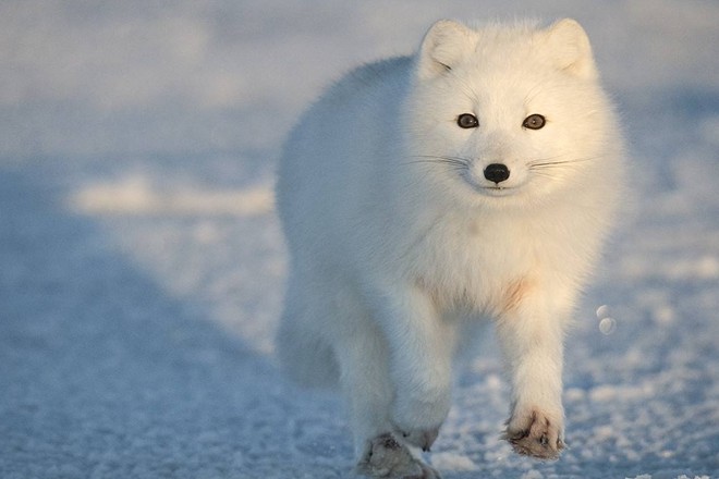 全身雪白的极地小精灵北极狐,纯白如雪乖巧可爱!