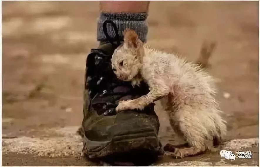 为什么流浪猫会碰瓷你?真相让人泪目!