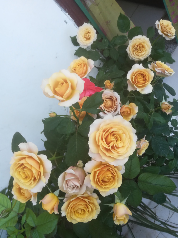 花径可达8公分,中到大型花,非常标准的ht花型,典型玫瑰花形状,花瓣