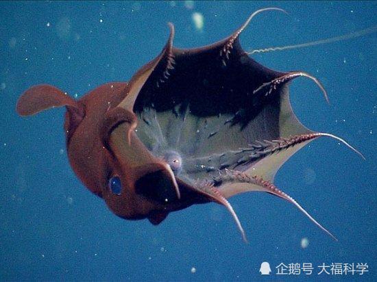 十大令人恐怖怪异深海生物排行,吞噬鳗,食人魔鱼宛如僵尸鱼!