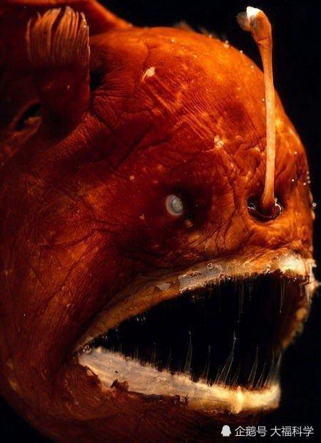 十大令人恐怖怪异深海生物排行,吞噬鳗,食人魔鱼宛如僵尸鱼!
