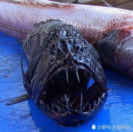 十大令人恐怖怪异深海生物排行,吞噬鳗,食人魔鱼宛如僵尸鱼!