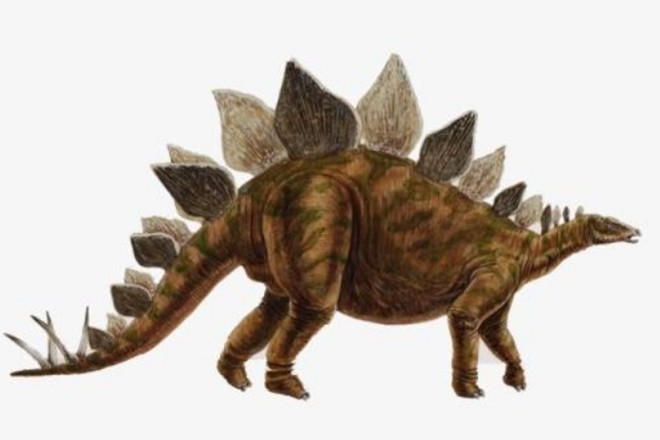 剑龙长相凶猛却是恐龙时代的素食乖宝宝,它脑容量只有