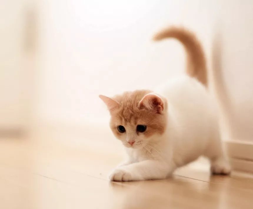 猫咪六个月大时,相当于人类年龄的十岁.