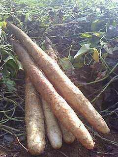 野山药,也就是野生的淮山薯,是可以食用的,对身体有很好的保健的作用.