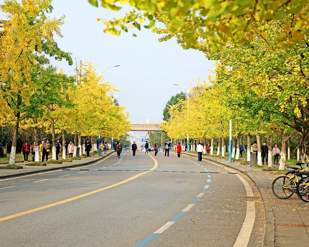 当重庆大学新校园银杏叶黄的时候,校园如同公园,游客如织
