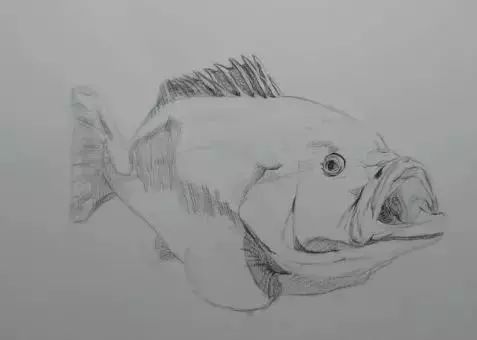 素描鱼要注意哪些细节?
