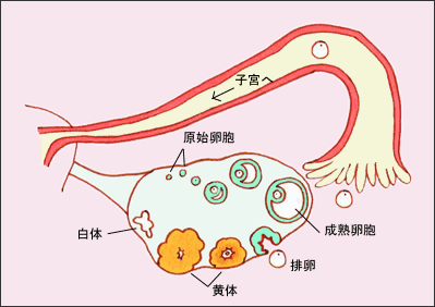 一提促排卵就发毛?看完这篇心里就有底了!