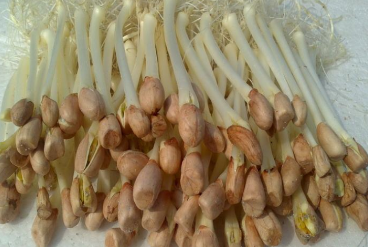 土豆,花生发芽后要扔掉吗?不知道的快