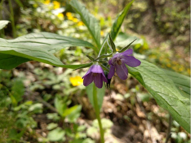 荒野维生野菜系列——山茄子