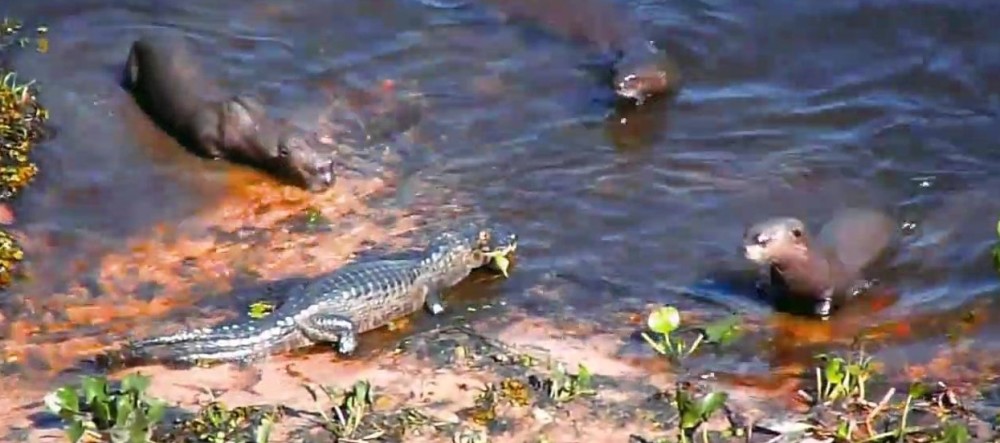 数个亚马逊河里的水中霸主食人鱼鳄鱼也只是它们开胃菜