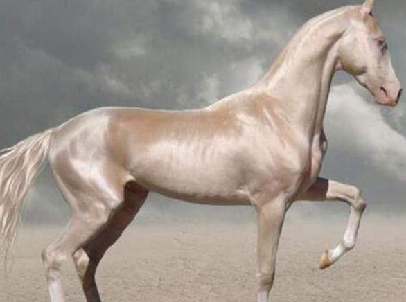 世界上最贵的马,一匹能换10辆法拉利,有钱人的世界真
