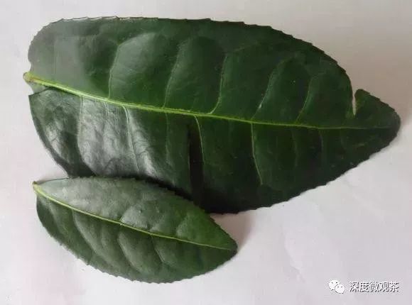 永春佛手茶升级工艺制成半叶,裁除叶脉该从哪道工序下