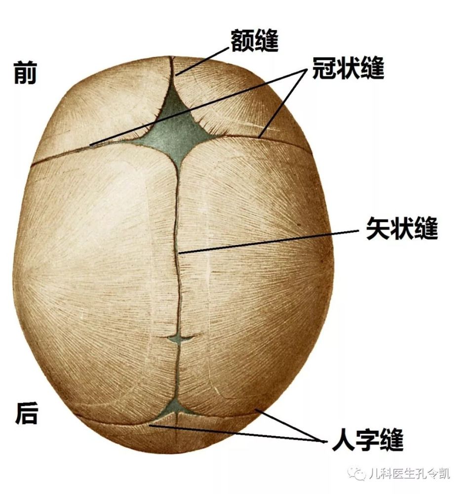 婴儿和大人的不同是有两块额骨,所以就有额缝,而成人的额骨融合成一块