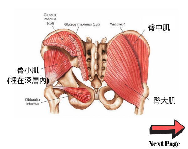 臀中肌 臀中肌位于髂骨翼外侧,它的主要功能是使髋关节外展,也可通过