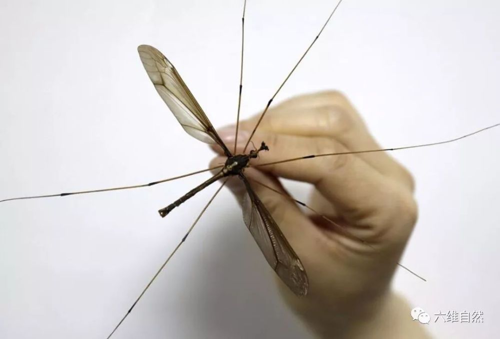 体型有巴掌大的蚊子,是世界上最大的蚊,却因口器退化不再吸血液