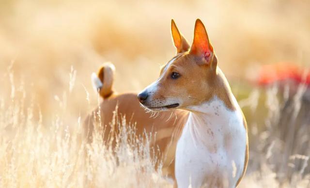 巴仙吉犬:几乎不吠叫的狗狗!是狩猎好手,也是受欢迎的家庭犬