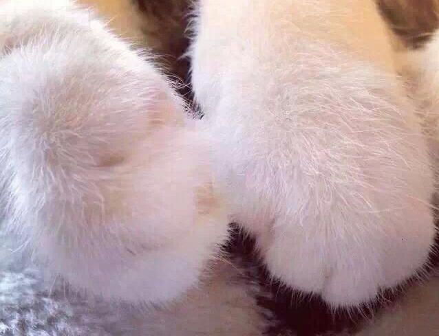 这样做会让猫咪觉得剪指甲是一件好事