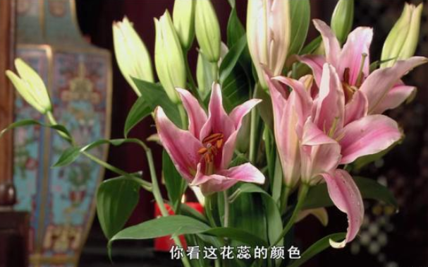 甄嬛传:安陵容能发现华妃屋内的欢宜香,为何没发现百合花秘密