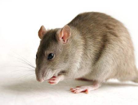 在现实的动物之中,老鼠并不讨人喜欢,尤其是家里的老鼠更是让人讨厌.