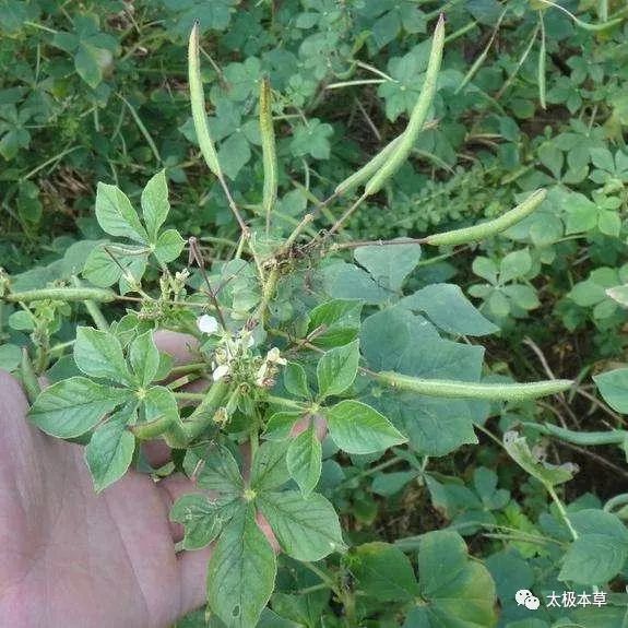 白花菜子,见过吗?主风寒筋骨麻木,肩背酸痛,腰痛,腿寒