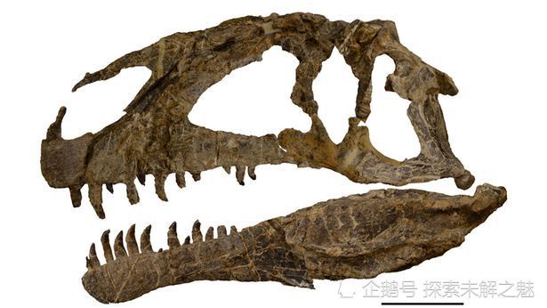 在阿根廷发现巨型恐龙化石,仅头骨就有0.8米长