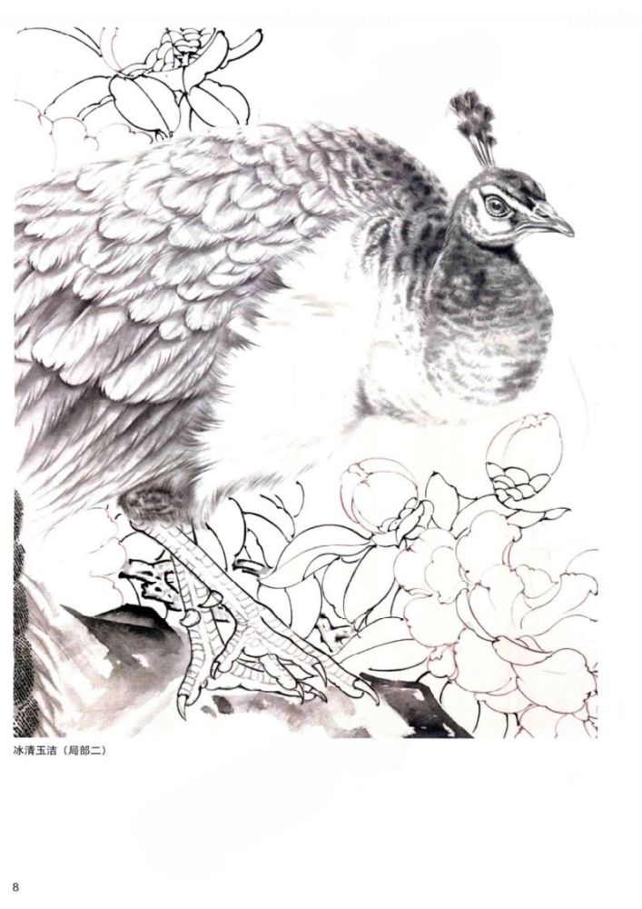 孔雀工笔画法
