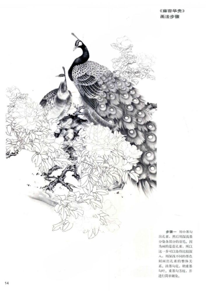 孔雀工笔画法