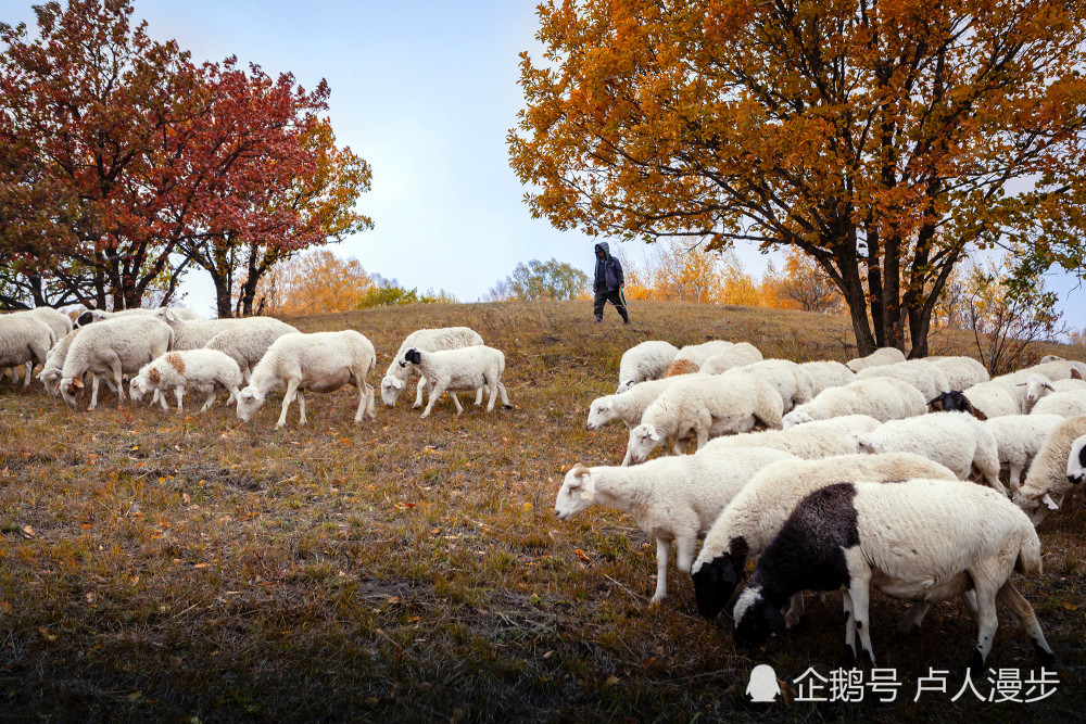 深秋的草原,这位牧民在放羊,为这如画的景色增添一抹流动的色彩