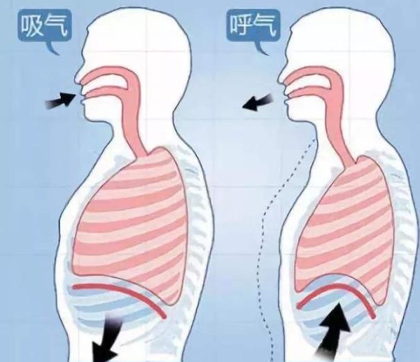 吸气横膈膜下沉,呼气横膈膜上升.