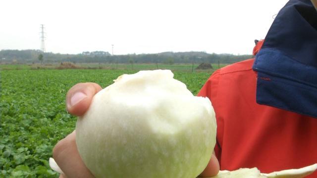安陆南城人口_安陆白花菜(3)
