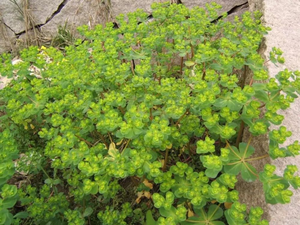 每日一花 | 泽漆:大戟科草本植物,有毒,全草可入药