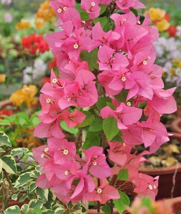 让三角梅开花,满足5个"条件",准开花,鲜花怒放,开成花园