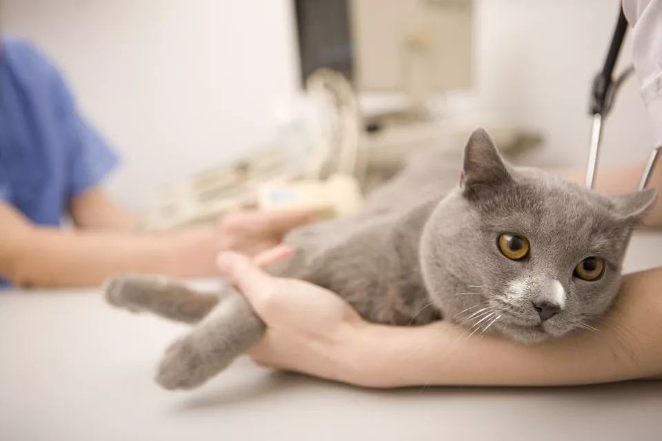 确诊癫痫猫咪的护理 需要主人具有高的配合程度,主人 要确保每天按时