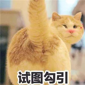 吸不动的丑猫合集,表情狰狞过于惊恐,网友:不敢相信自己的眼睛!