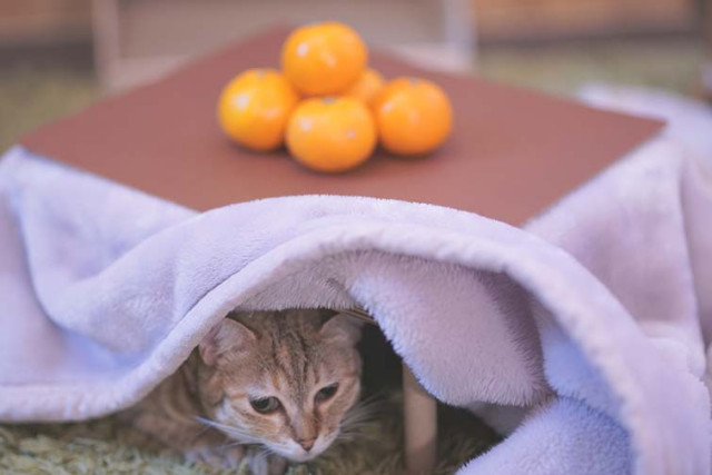 喵皇也要过冬,可爱小物猫咪暖被桌热议中,猫猫从桌下探头太呆萌