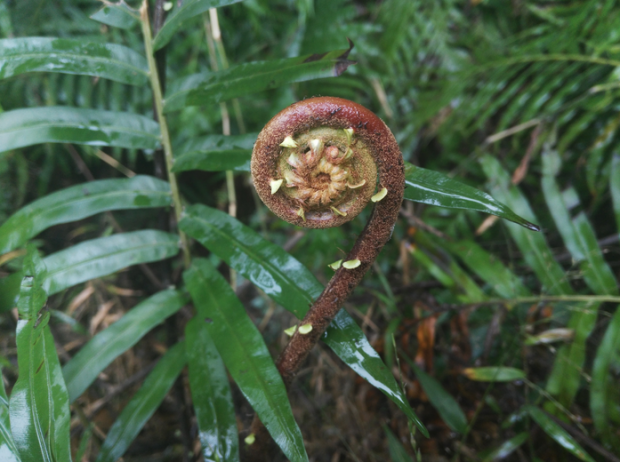 荒野维生野菜系列——乌毛蕨